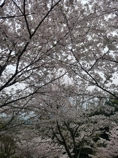 20170409204612854.jpg